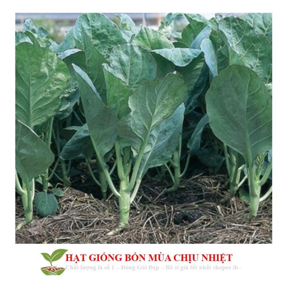 Hạt giống cải rổ