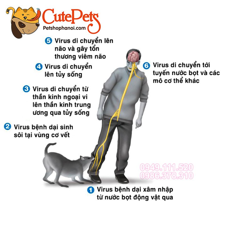 [Now, Grab] Chó 7 in 1, 5 in 1, Mèo 4 in 1 kèm sổ và kim - CutePets