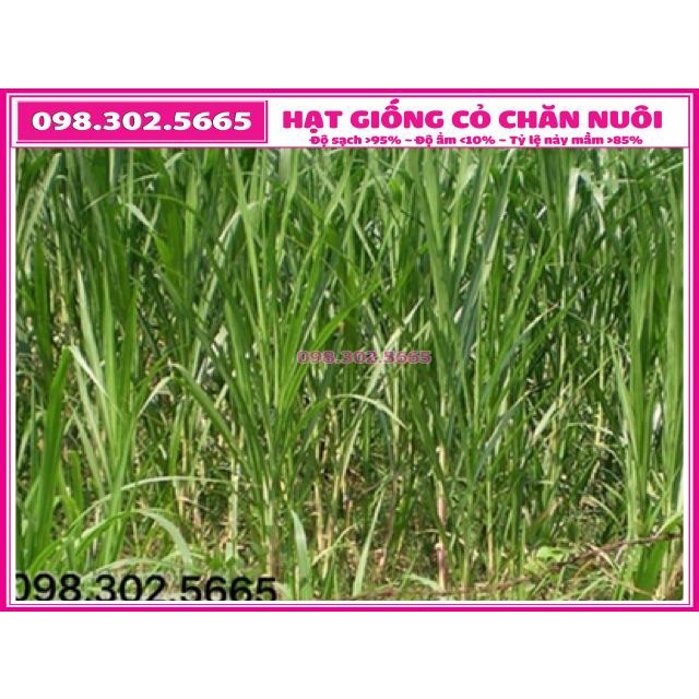 Hạt giống cỏ cao lương Sweet Jumbo - gói 100g