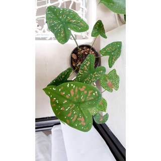 Chậu cây Caladium Bicolor, Môn đốm size vừa ( Ảnh thật )