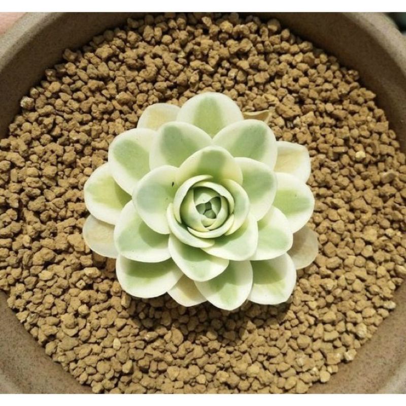 Đất nền Akadama trồng sen đá, tiểu cảnh terrarium, bể thủy sinh, bonsai