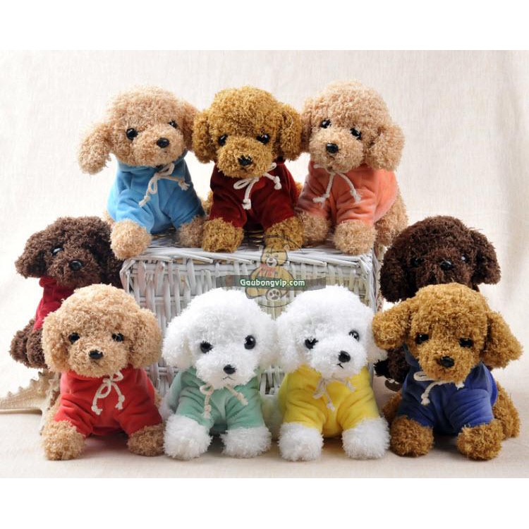 Chó poodle mặc áo 25cm