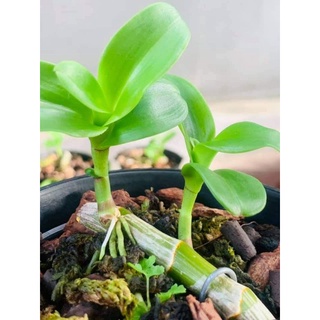 ki phi điệp lá mít xếp 8cm thân thủ lá gân