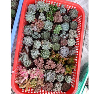 Combo 20 cây sen đá đủ loại - size nhỏ (5-8cm)