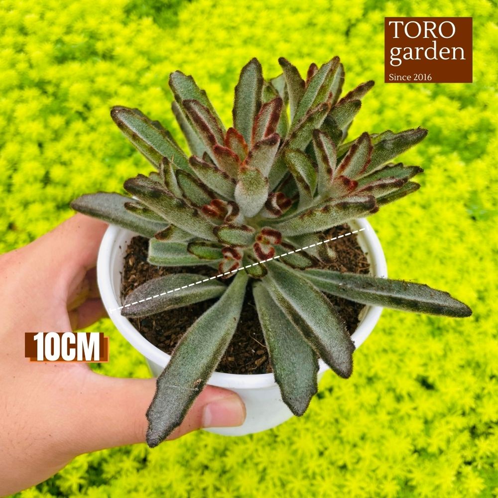 Sen đá nhung lông đen Đà Lạt size trung bình cây cảnh trang trí nhà cửa Toro garden