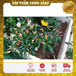 Hạt Giống Ớt Kiểng Nhiều Màu(30 hạt) Đức