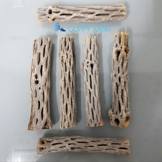 LŨA CHOLLA | ĐỒ CHƠI TÉP KIỂNG | DÁN RÁY. BUCEP. RÊU