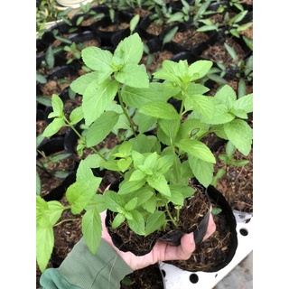 CÂY BẠC HÀ NHẬT ( JAPANESE MINT ) 🌿