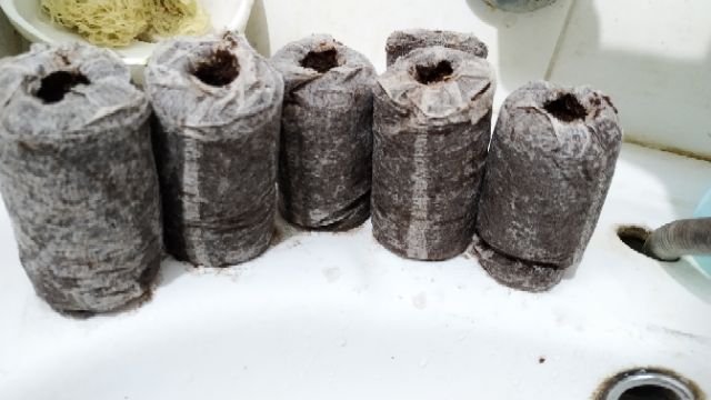 10 Viên Nén Ươm Hạt - Size to 60 mm