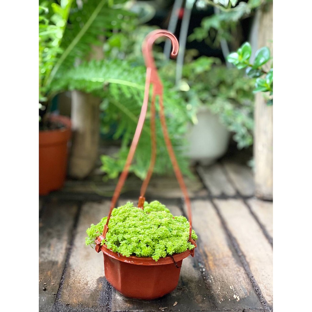 Cây Sedum japonicum ‘Tokyo Sun’ (Nhật Bản Cảnh Thiên) chậu nhựa treo