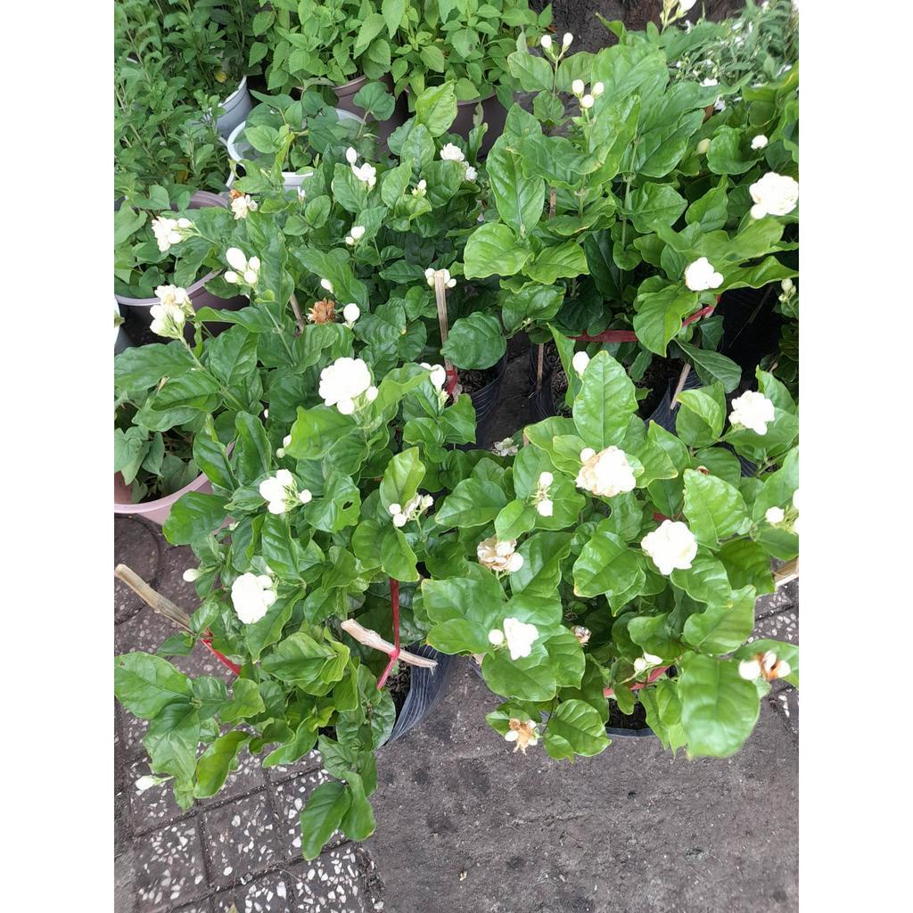 Cây giống hoa nhài, hoa lài kép, lài ta để ướp trà, làm cảnh.