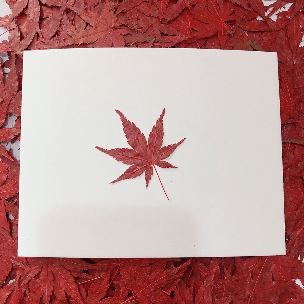 12pcs Red Maple Leaf Dry Flower Embossed Plant Specimen Teaching Epoxy Phone Case Children's Handmade Bookmark Photo Frame Pressed Flower Decal