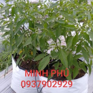 TÚI TRỒNG CÂY NILONG 2 DA SIÊU BỀN