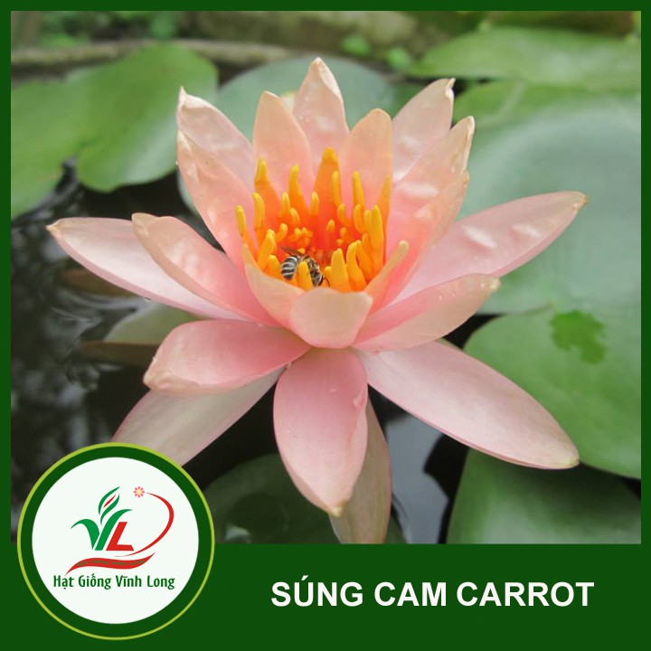 Củ Hoa Súng Thái Lan màu Cam carot - VL0015