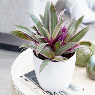 cây bảy sắc Cầu Vồng