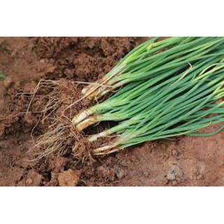 2GR - HẠT GIỐNG HÀNH LÁ