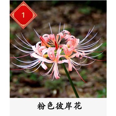 CỦ HOA BỈ NGẠN  - 1 Củ