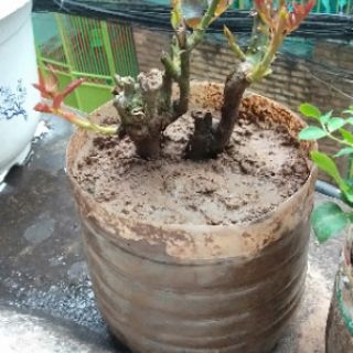 Hoa Hồng Đà Lạt nhiều màu(bầu ươm cây giống)