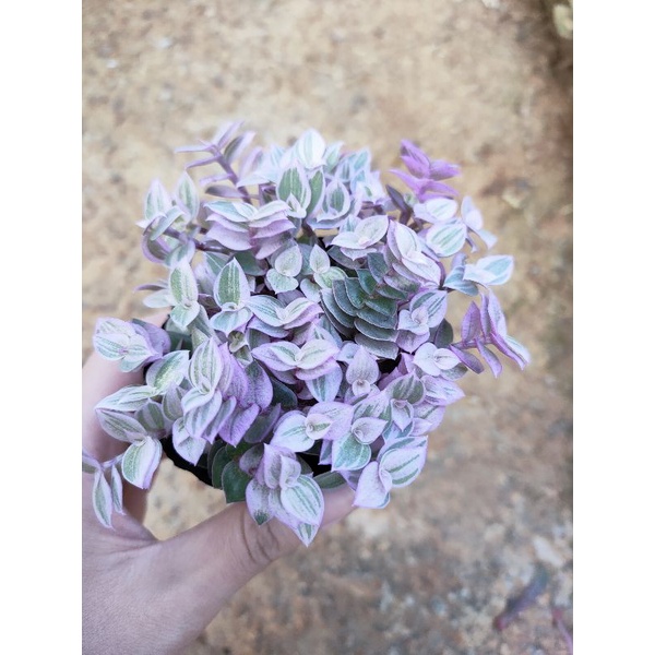 Sen đá SEDUM PINK LADY mini - Vườn ĐÀ LẠT