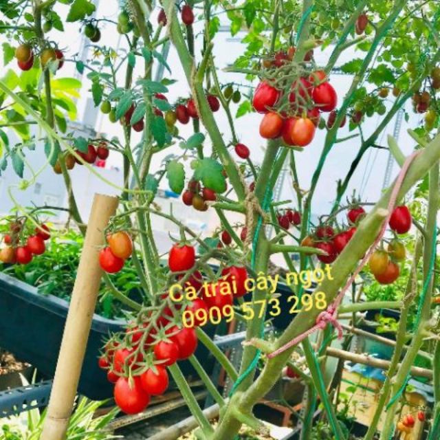 Lẻ HẠT GIỐNG CÀ CHUA TRÁI CÂY NGỌT SUGAR CHERRY NHẬP MỸ chịu nhiệt rất tốt, rất sai quả và ngọt