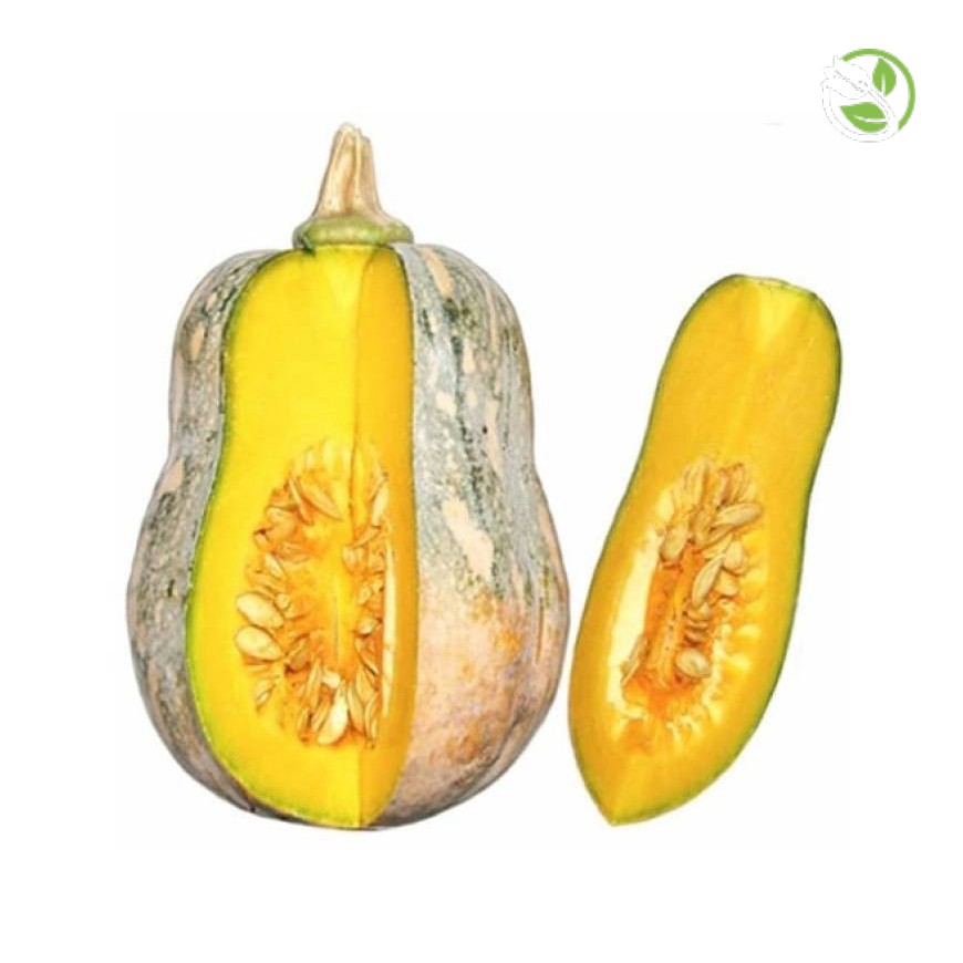 Hạt Giống Bí Hạt Đậu  PN-389 Phú Nông - Gói 2g - Butternet Pumpkin F1