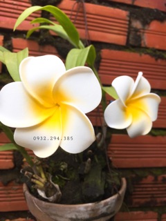 KẸP HOA SỨ 7cm
