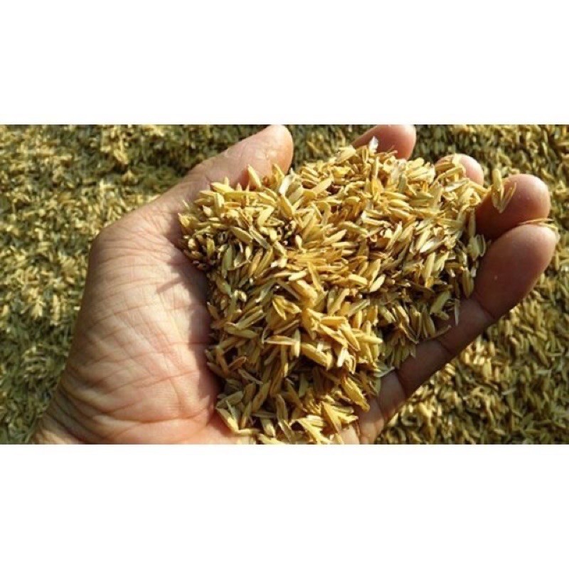 vỏ trấu tươi _ 500g
