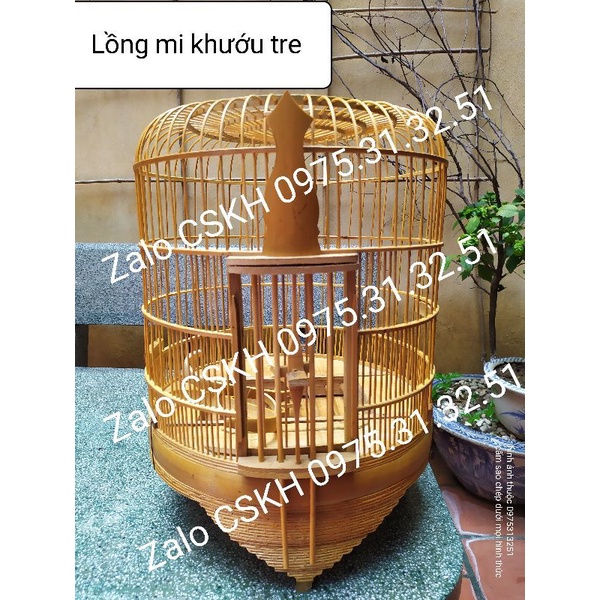 Lồng mi khướu tre già
