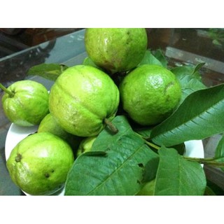 cây ổi tứ quý ổi găng