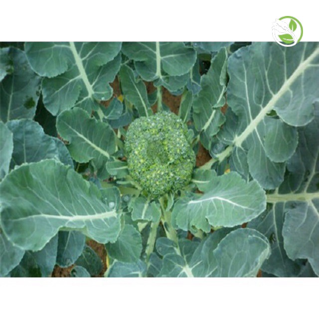 Hạt Giống Bông Cải Xanh F1 No.3 Phú Nông - Gói 0.5g - F1 Broccoli No.3
