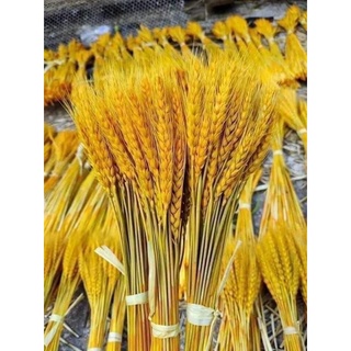 Bông Lúa Mạch Khô Decor Trang Trí.[ Bó 100 BÔNG ]
