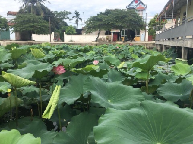 Lá sen khô 1 kg bịch to đùng Hà Nội