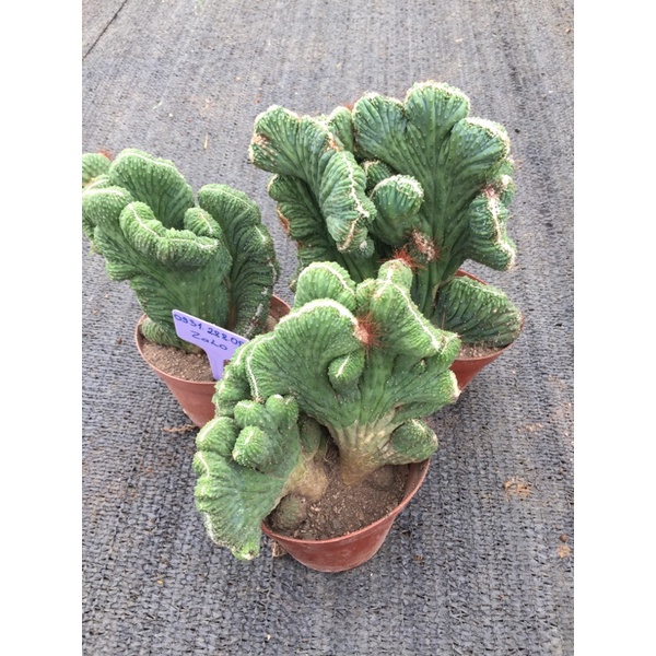 cây xương rồng vân sơn_🌵hàng sẵn