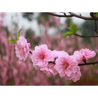 Cây giống đào phai