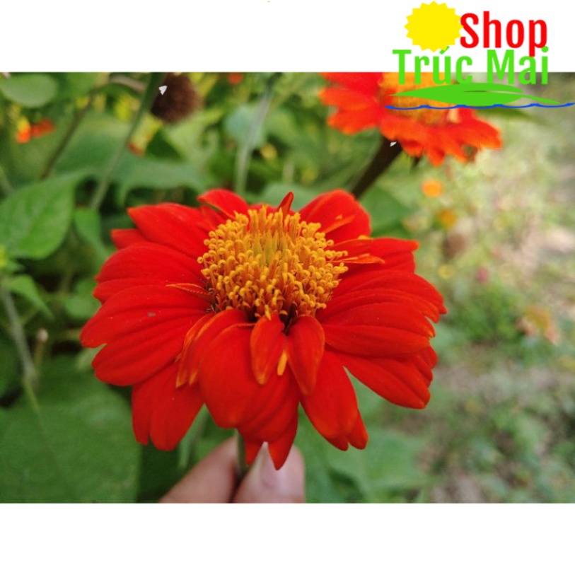 Hạt giống hoa Hướng dương đỏ, hướng dương Mexico - 200 hạt nguyên đài tự nhiên(10 đài hoa già)