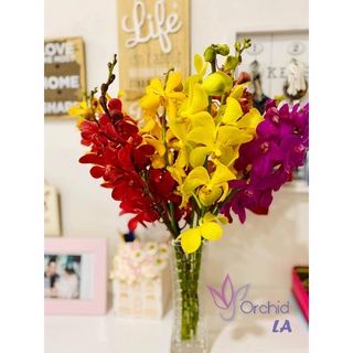 Combo 2 Cây Lan Mokara Màu Đỏ Lớn - [Cây có sẵn nụ hoa]