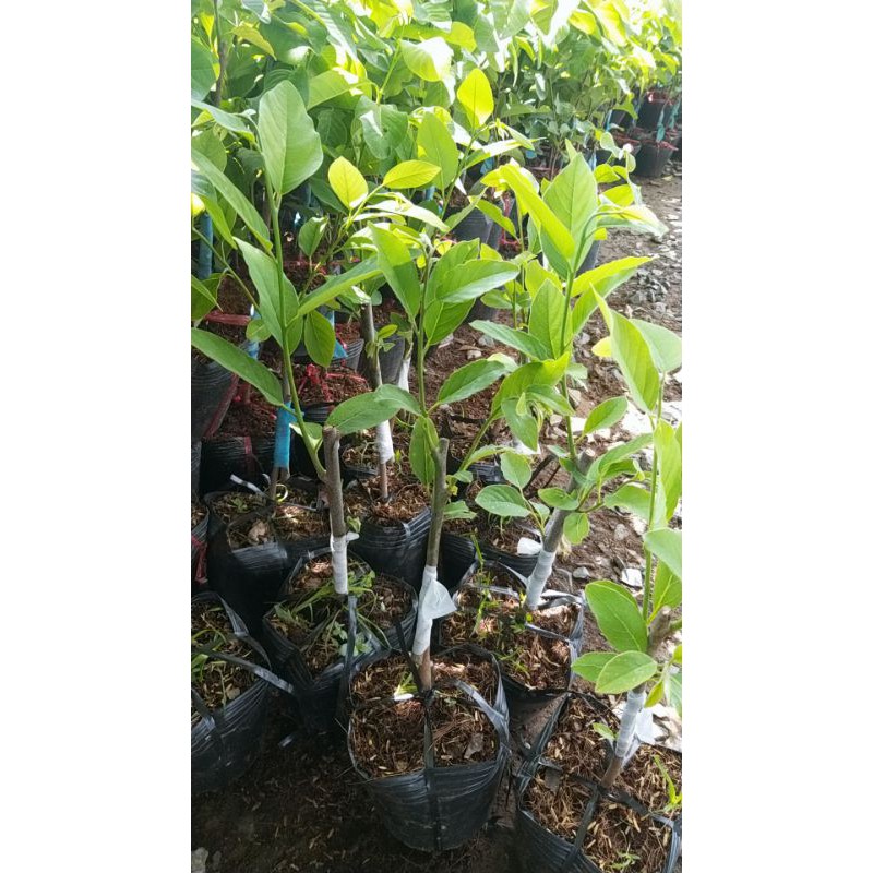 CÂY GIỐNG MÃN CẦU NA SẦU RIÊNG