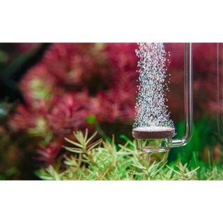Sủi CO2 Neo Normal Special - Sủi CO2 siêu mịn Hàn Quốc - Sủi Ngắn Đặc Biệt