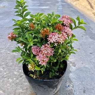 Cây mẫu đơn hồng ( mẫu đơn siêu hoa ), Chiều cao 25cm hoa nở rộ cực bắt mắt dễ chăm sóc, thích hợp trang trí cảnh quan