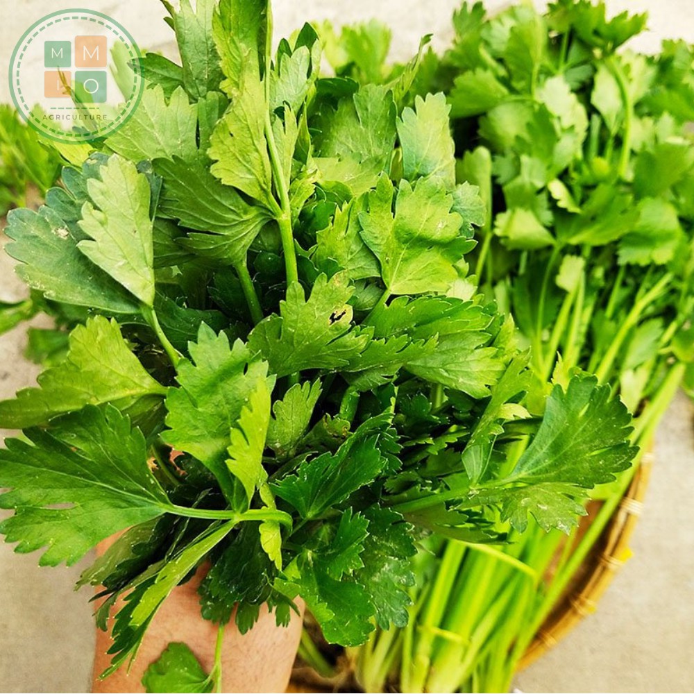 Hạt giống cần tây