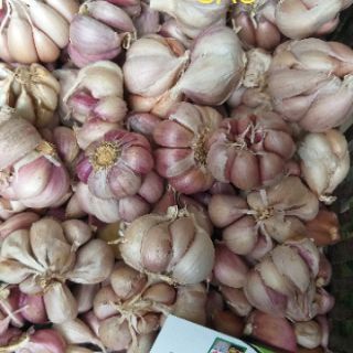 Tỏi tím ĐÀ LẠT nhà trồng thơm ngon , dễ bóc không chất bảo quản 0.5KG & 1KG giao nhanh TP HCM