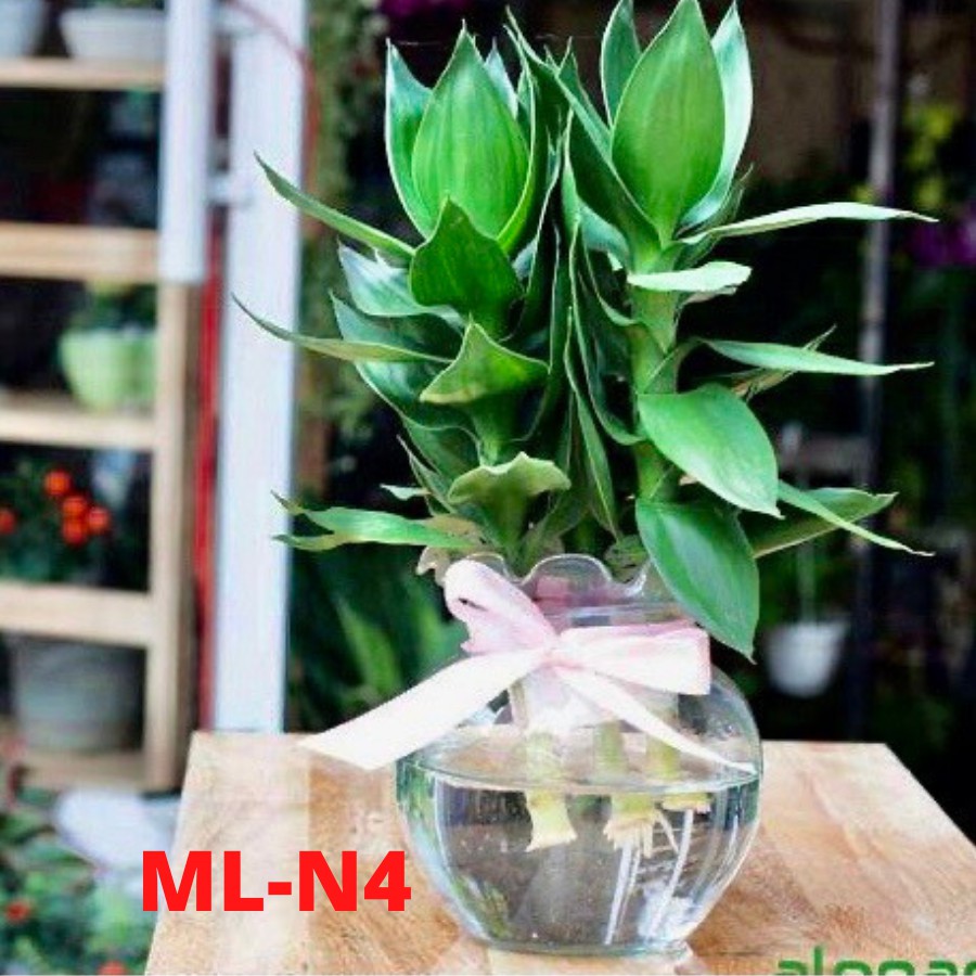 [FREE SHIP] Chậu trồng được 3 cây phát tài , hồ cá thủy tinh bầu tai bèo size 13x13cm mini fishtank hydroponic ML-N4