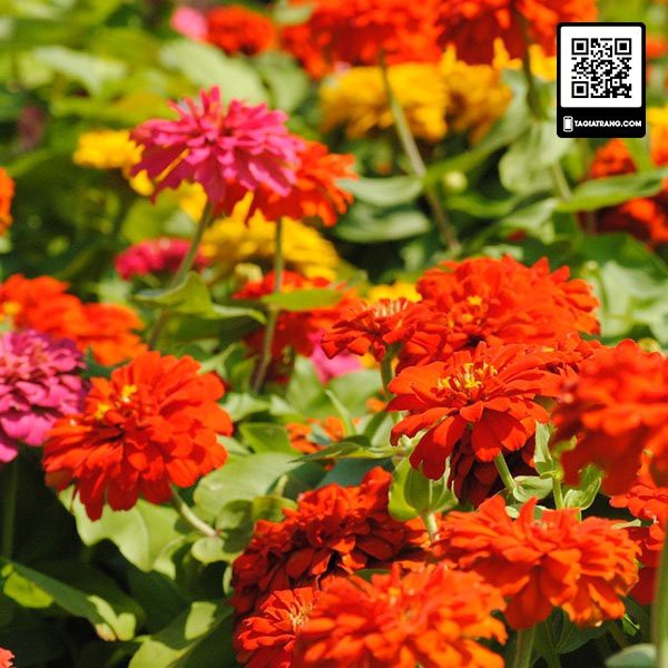 Hạt giống hoa cúc lá nhám (cúc nhi nhám)