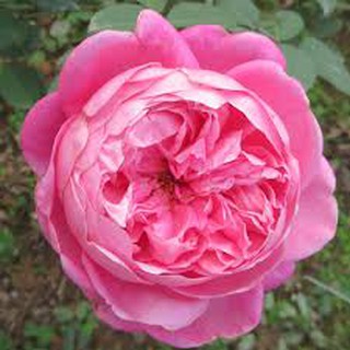 COM BO 4 BẦU CÂY GIỐNG Hoa hồng cổ Sapa – Hoa hồng rực rỡ xứ Tây Bắc, bầu cây giống hàng dâm cành từ nguyên bản cây mẹ