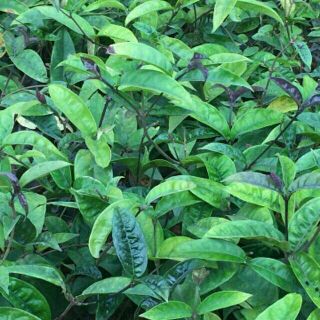 Com bo 5 cây ba kích tím