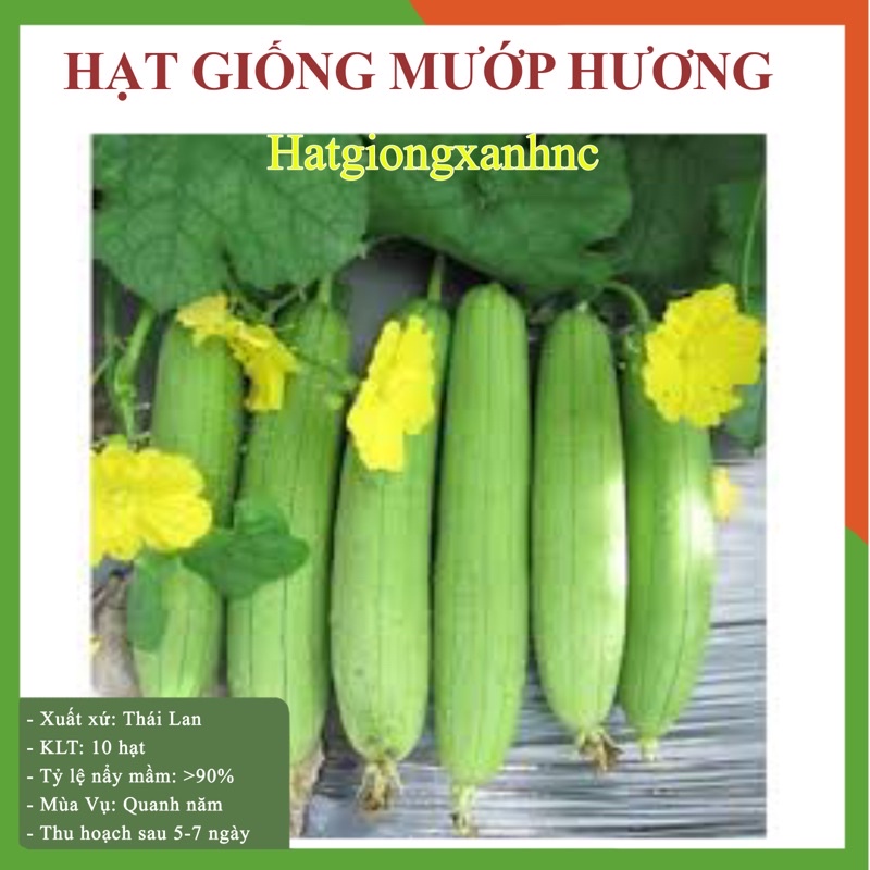 Hạt giống mướp hương sai quả F1, gói 10-15 hạt. Rau củ quả trồng ban công, sân thượng, thùng xốp.