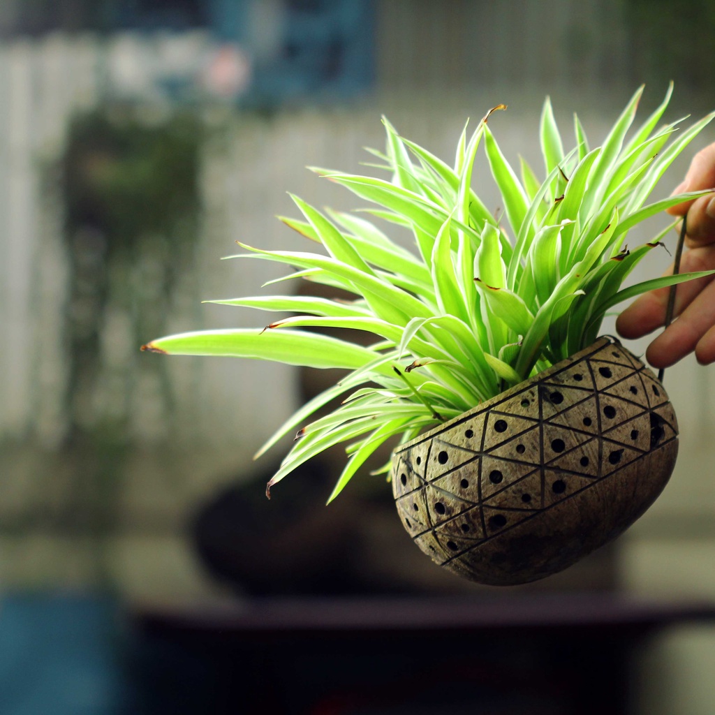 Set mẫu ngẫu nhiên - Gáo dừa thô TRỒNG LAN I CÂY CẢNH