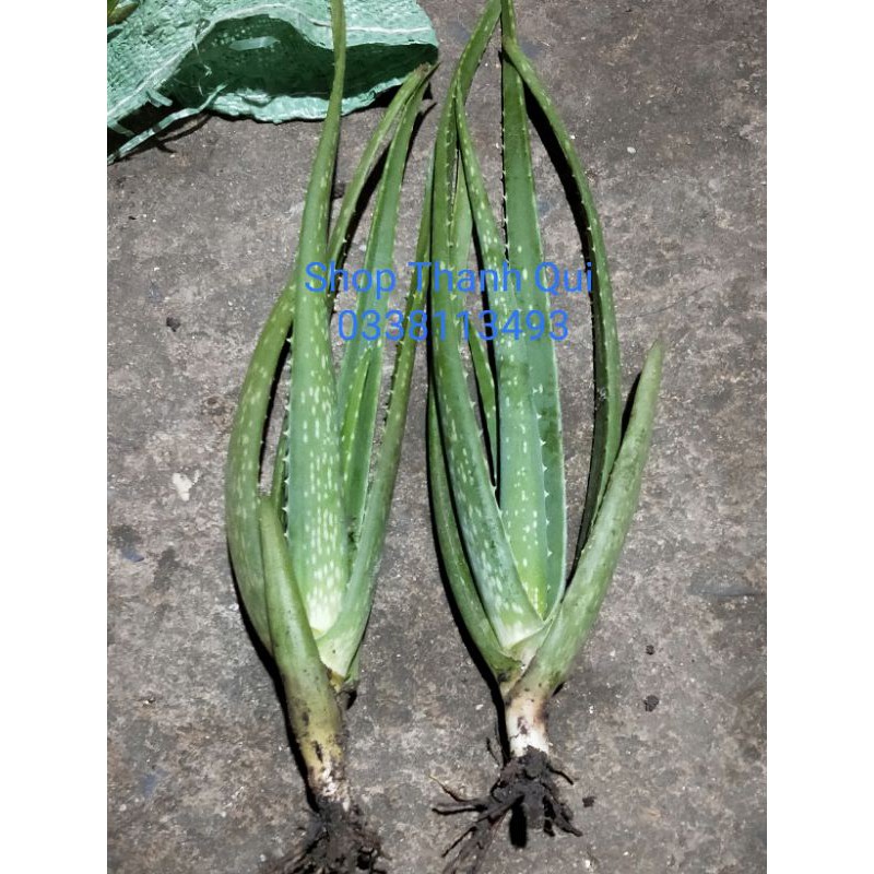Cây Nha Đam Giống Mỹ