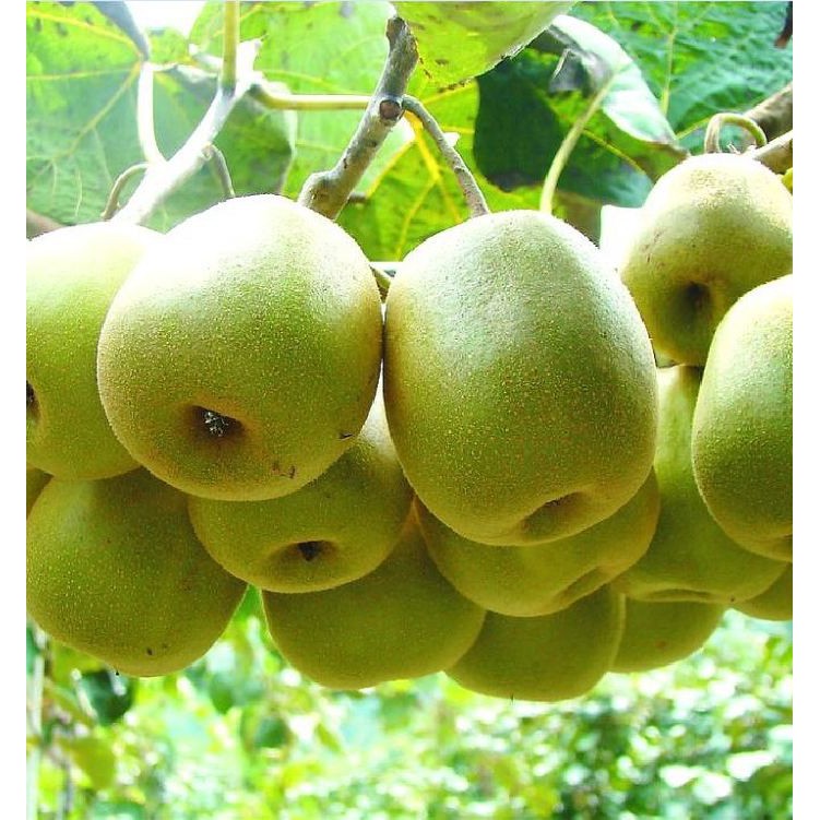 Hạt giống cây ăn trái kiwi 30 hạt_