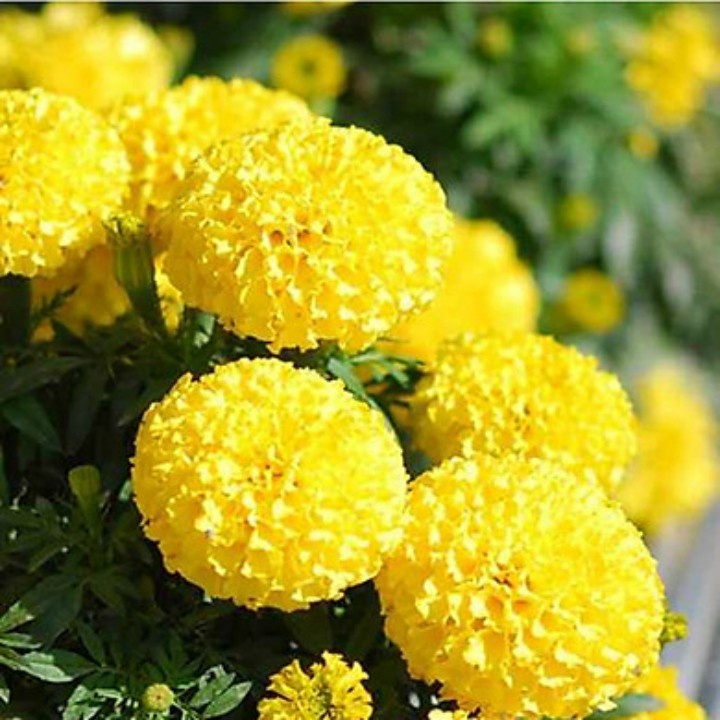 Phân Trùn Quế Hữu Cơ Sfarm 2KG Dùng Để Trồng Rau Sạch Và Hoa Kiểng